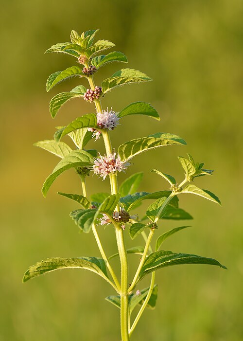 File:Mentha arvensis - põldmünt Keila.jpg