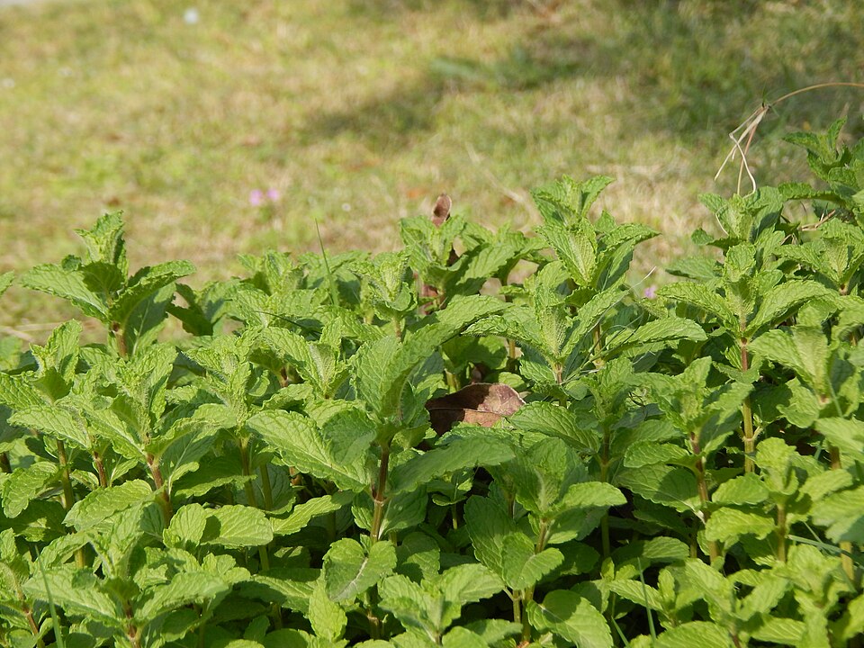 File:Mentha spicata Jammu India.jpg