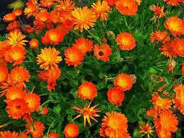 Calendula Herbal Oil
