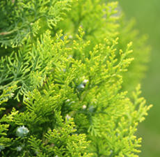 Cedar Leaf, Thuja
