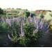 Chaste Tree Vitex