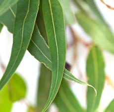 Eucalyptus, Globulus