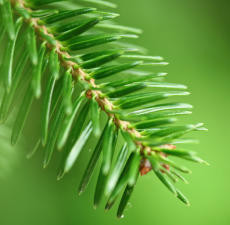 Fir Needle