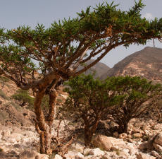 Frankincense Serrata