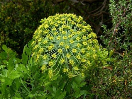 Galbanum, Essential Oil