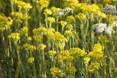 Helichrysum Rambiazina Essential