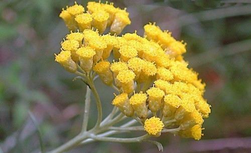 Discover the unparalleled benefits of Helichrysum Rambiazina essential oil, sourced from the pristine landscapes of Madagascar. Renowned for its therapeutic properties, our premium-grade oil offers a myriad of healing benefits, from skincare to aromatherapy. Elevate your well-being with this rare and exquisite essence, carefully extracted to capture nature's purity and potency