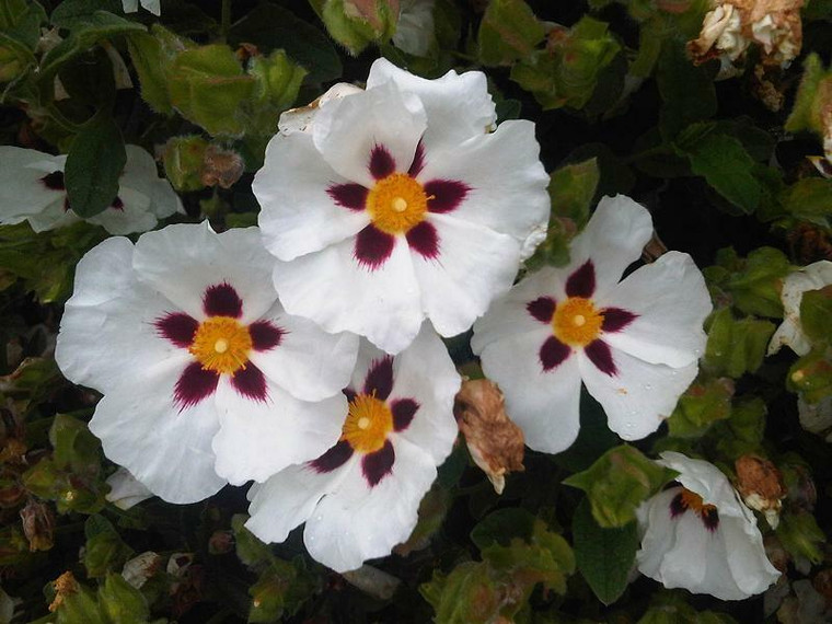 Labdanum Absolute 6 percent Dilution