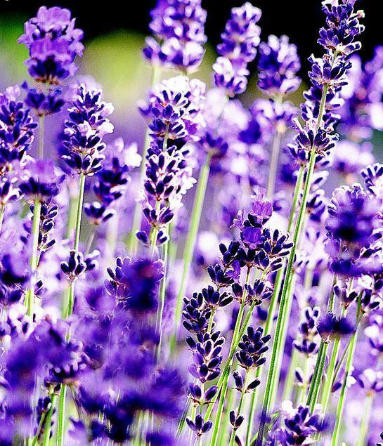Lavender Essential Oil Bulgaria
