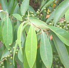 Litsea Cubeba May Chang, Essential Oil