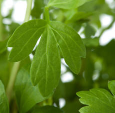 Lovage Leaf, Essential Oil