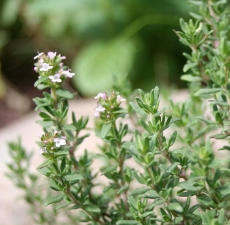 Marjoram, Sweet,