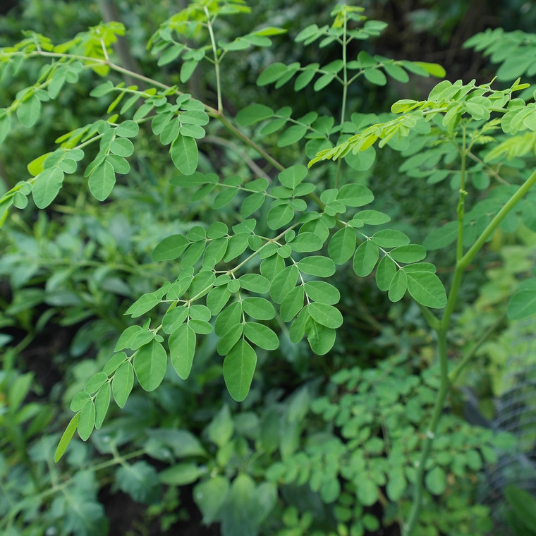 Moringa Leaf Organic Cut 