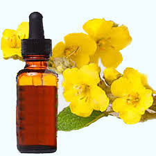 Mullein Infused Oil 
