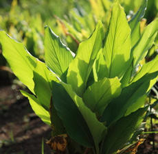 Organic Turmeric, Essential Oil