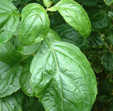 Patchouli, Dark, Essential Oil