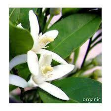 Petitgrain, Essential Oil