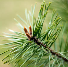Pine Needle, Scots, Essential Oil