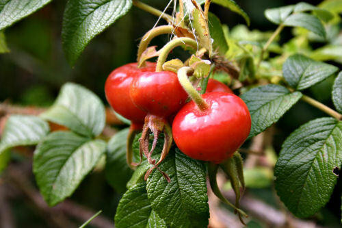 Rosehip Herbal Oil