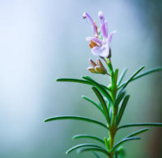 Rosemary, Essential Oil