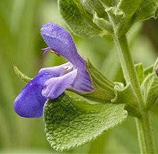 Sage, Dalmation, Essential Oil