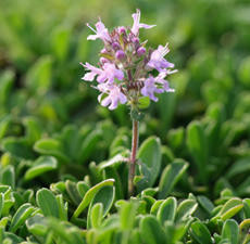 Thyme, White, Essential Oil