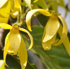 Ylang Ylang III, Essential Oil